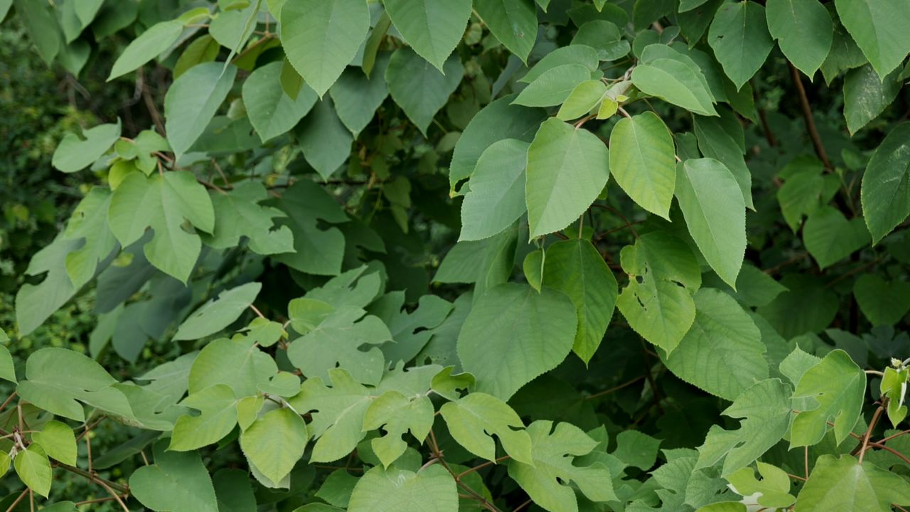 Get It Growing: How to remove paper mulberry from your landscape